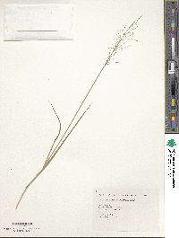 Image of Capillipedium parviflorum