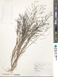 Leptochloa chinensis image