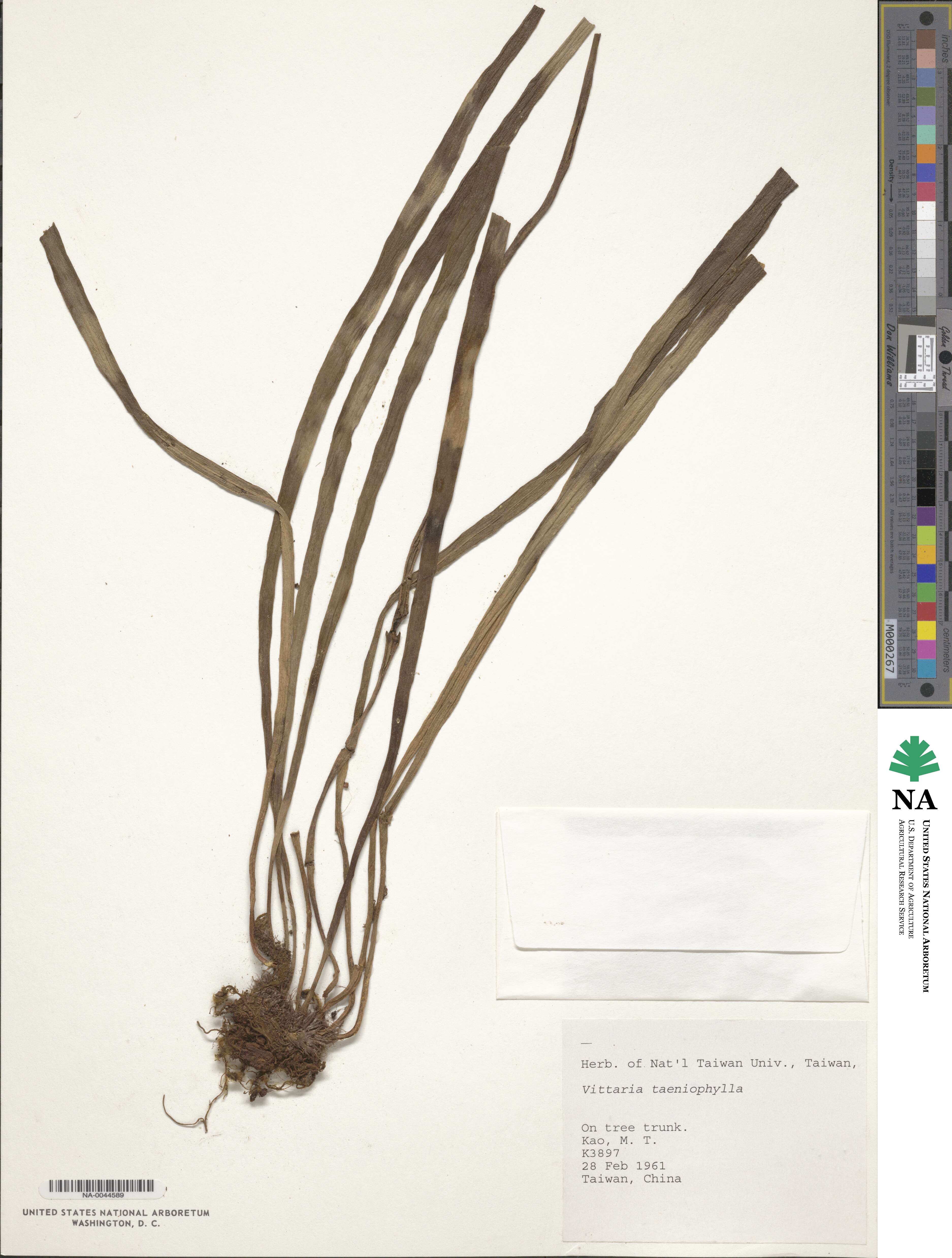 Haplopteris taeniophylla image