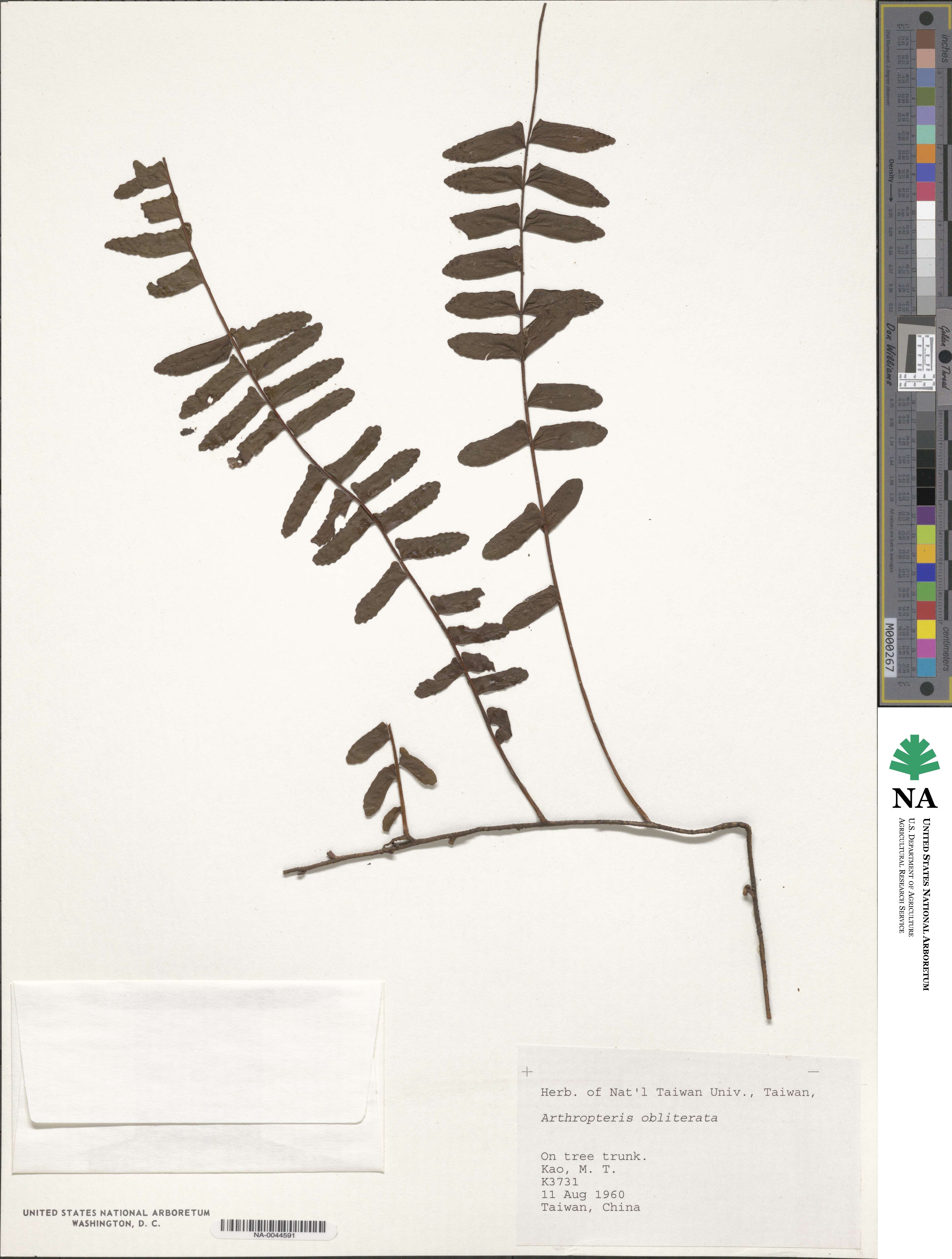 Arthropteris palisotii image