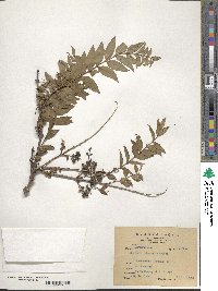 Coriaria japonica subsp. intermedia image