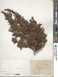 Juniperus squamata image