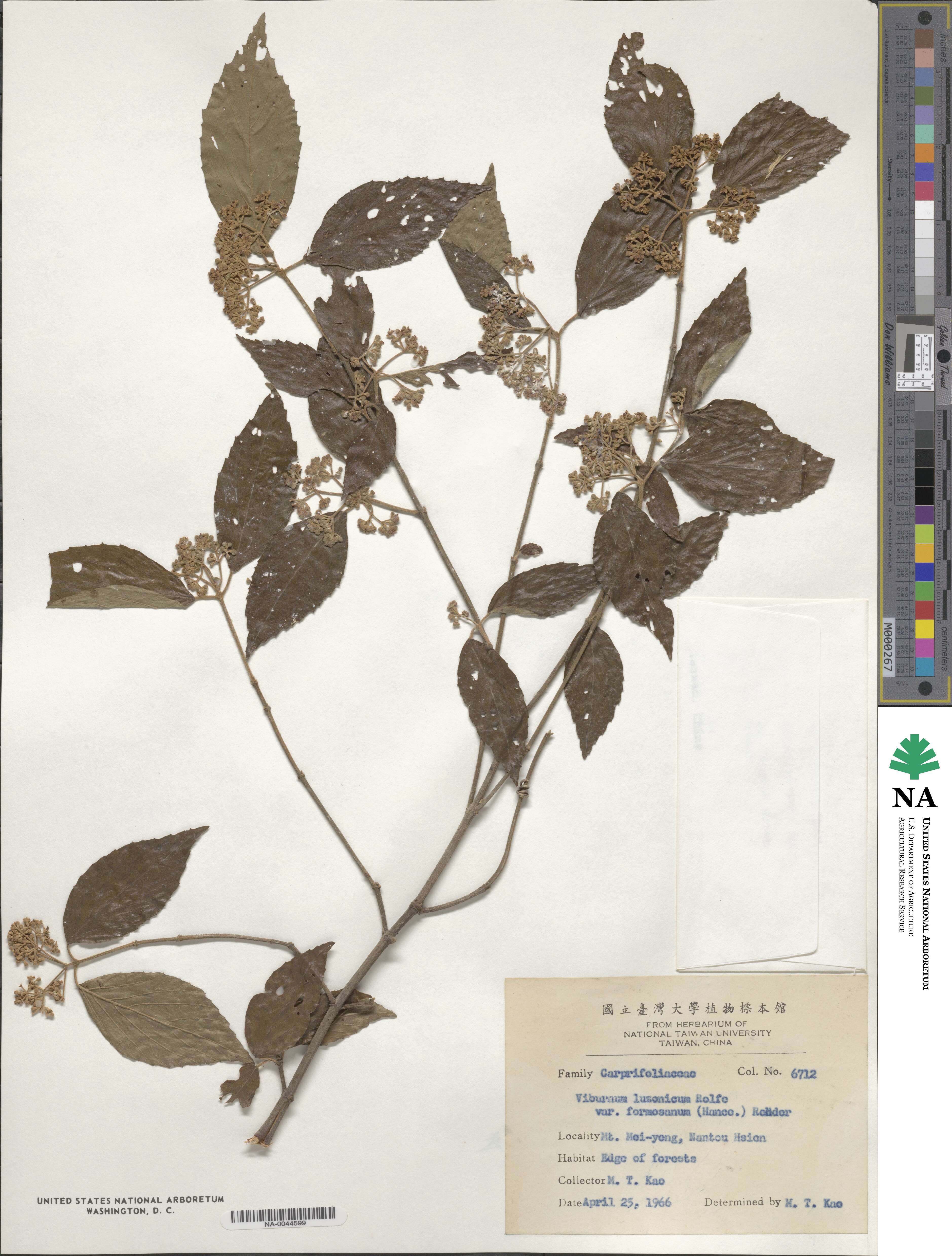 Viburnum formosanum subsp. formosanum image