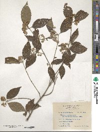 Viburnum formosanum image