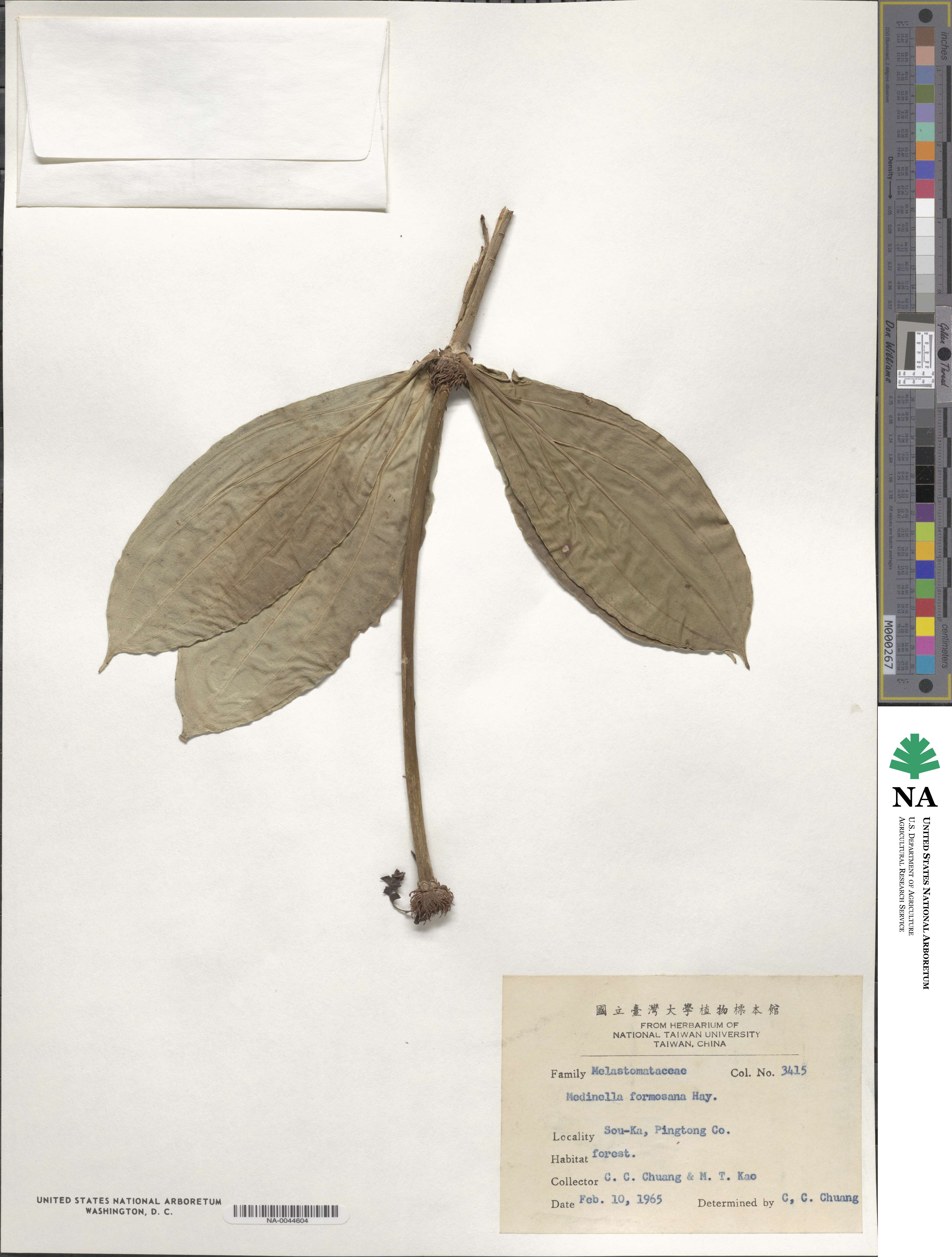 Medinilla formosana image