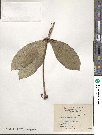 Image of Medinilla formosana