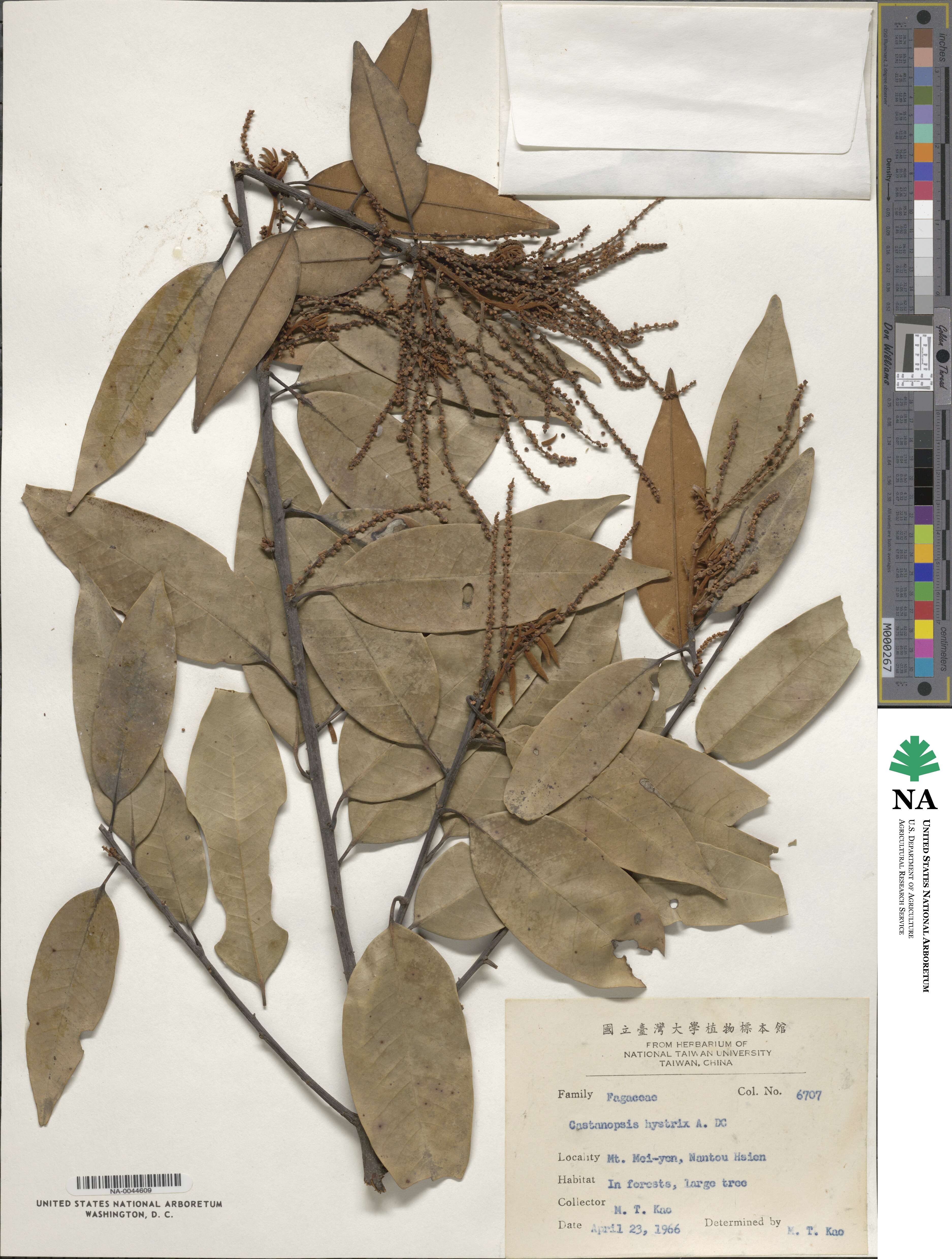 Castanopsis purpurella subsp. purpurella image