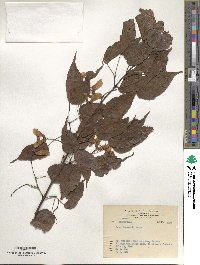 Acer caudatifolium image