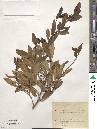 Litsea morrisonensis image