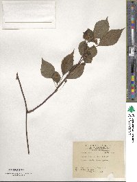 Kadsura japonica image