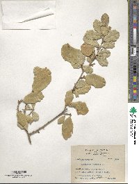 Elaeagnus thunbergii image