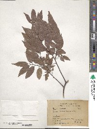 Zelkova serrata image