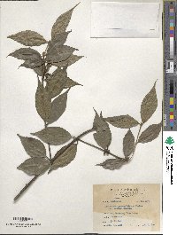 Image of Lasianthus henryi