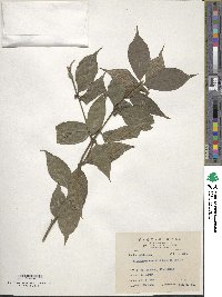 Lasianthus cyanocarpus image