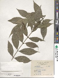 Lasianthus fordii image