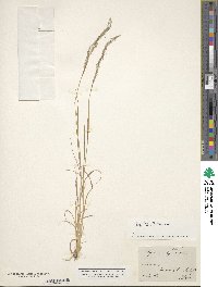 Poa nemoralis image