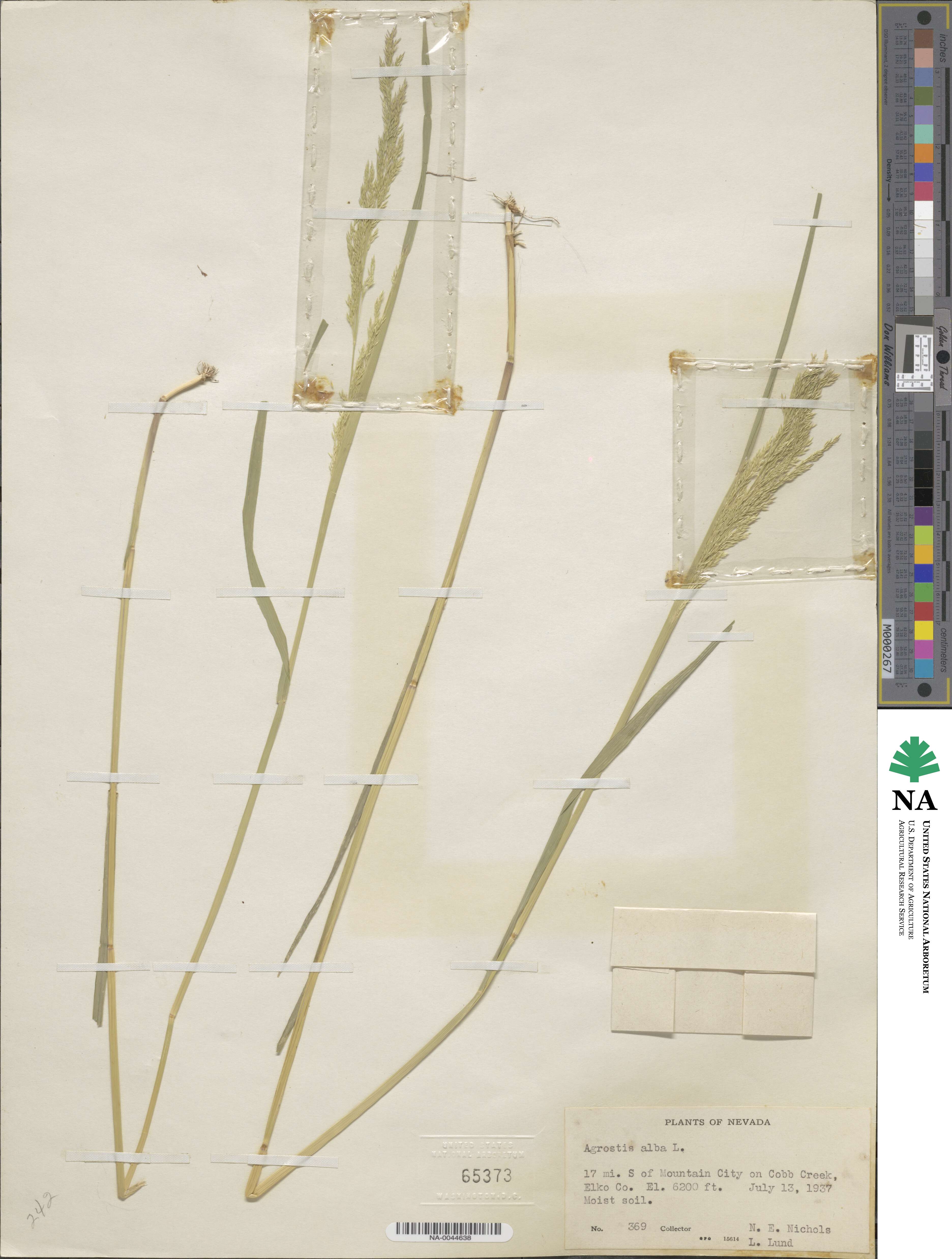Poa nemoralis image