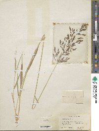 Poa nemoralis image