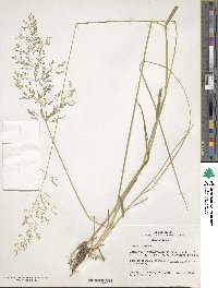 Poa nemoralis image