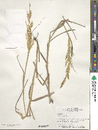 Poa nemoralis image