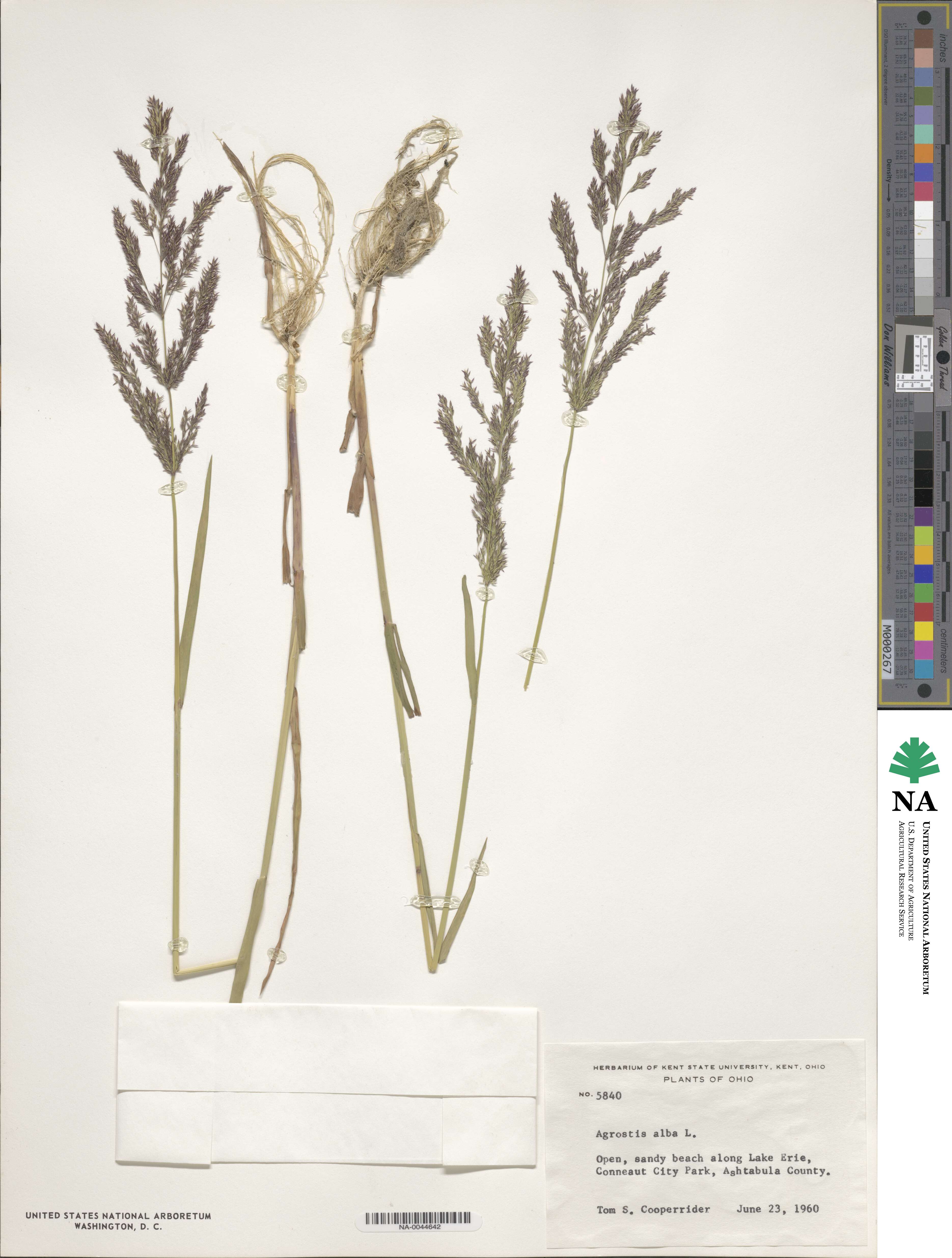 Poa nemoralis image