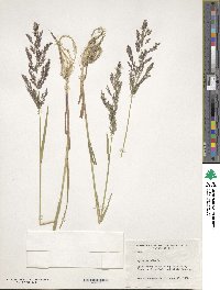 Poa nemoralis image