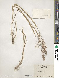 Poa nemoralis image