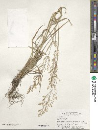 Poa nemoralis image