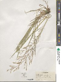 Poa nemoralis image