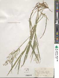 Poa nemoralis image