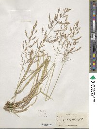 Poa nemoralis image