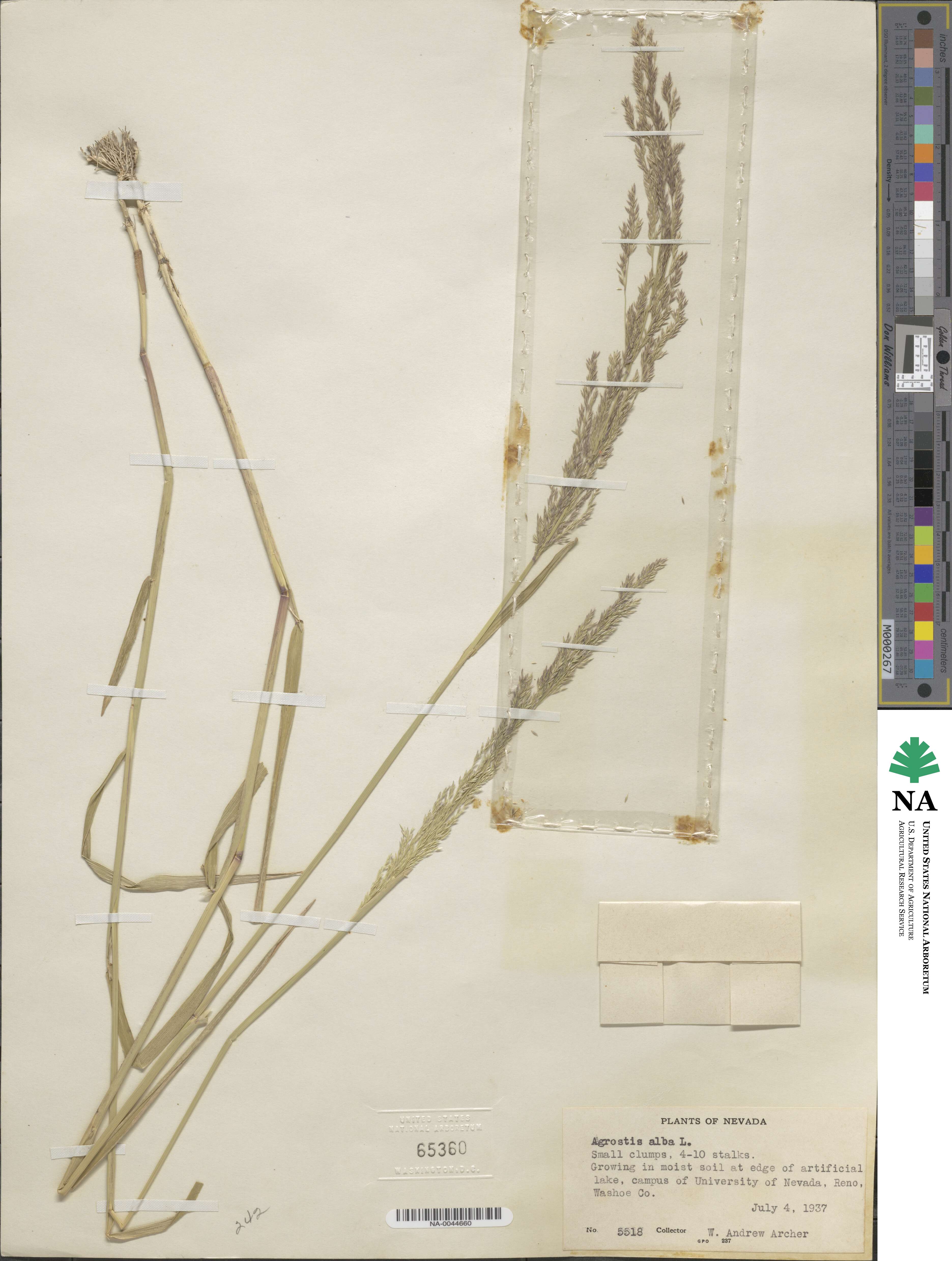 Poa nemoralis image