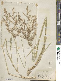 Poa nemoralis image