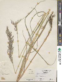 Poa nemoralis image