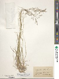 Poa nemoralis image