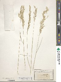 Poa nemoralis image