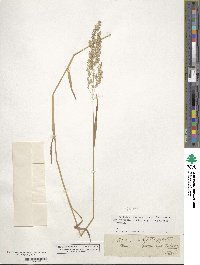 Poa nemoralis image