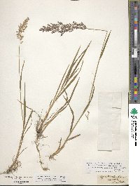 Poa nemoralis image