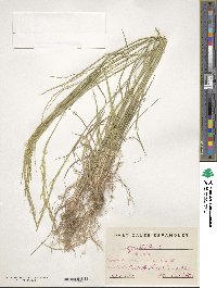 Poa nemoralis image