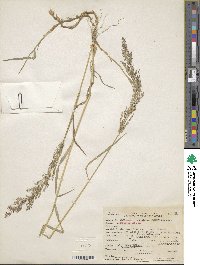 Poa nemoralis image