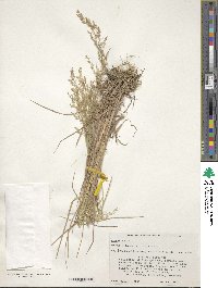 Poa nemoralis image