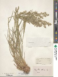 Poa nemoralis image