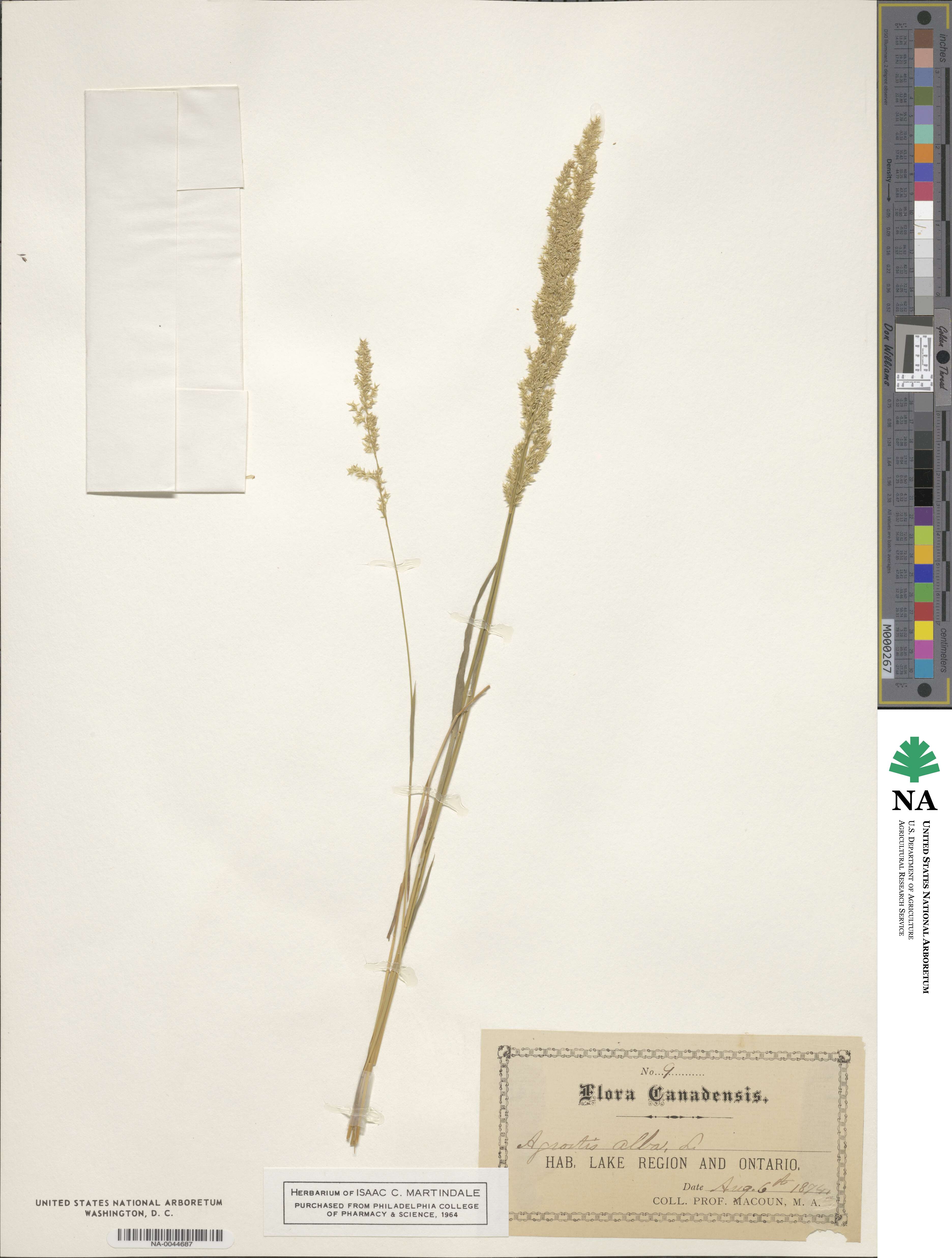 Poa nemoralis image