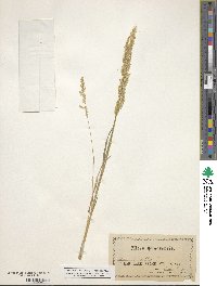 Poa nemoralis image