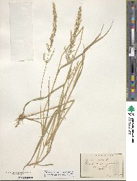 Poa nemoralis image