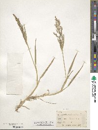 Poa nemoralis image