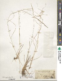 Poa nemoralis image