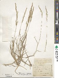 Poa nemoralis image