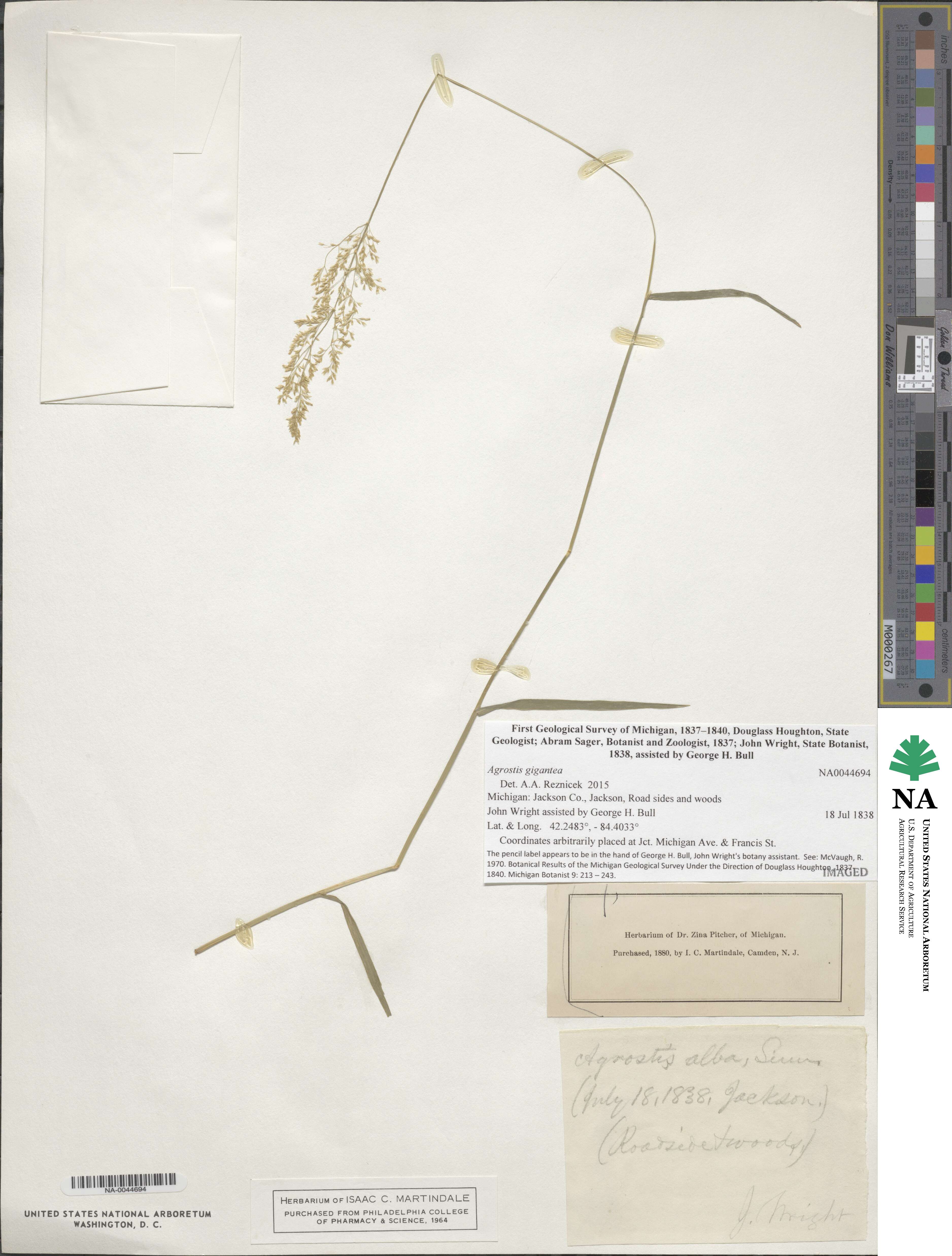 Agrostis gigantea image