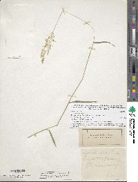 Image of Agrostis gigantea